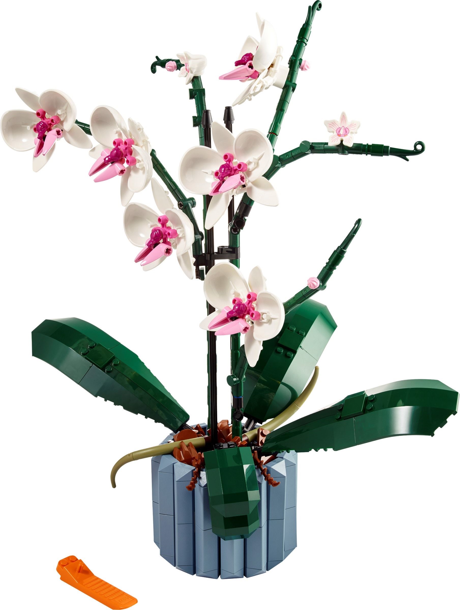 Orchid 10311